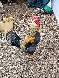 Gallo araucana