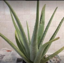Piante di aloe vera