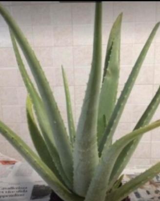 Piante di aloe vera