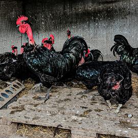 galline collpnudo di Transilvania 