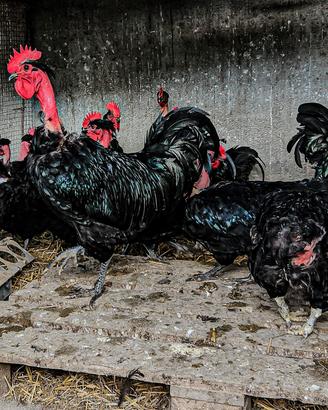 galline collpnudo di Transilvania 