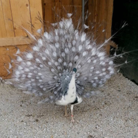 Pavoni varie mutazioni u.o .v.a spedizione in tutt