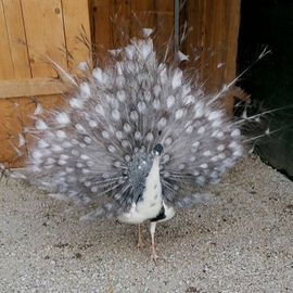 Pavoni varie mutazioni u.o .v.a spedizione in tutt