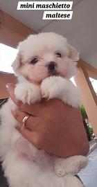 Maltese mini coreano