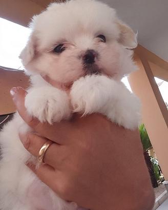 Maltese mini coreano