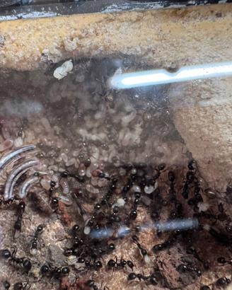 Formicaio - Aphaenogaster gibbosa