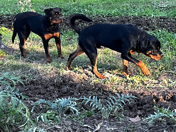 Regalasi cuccioli rottweiler