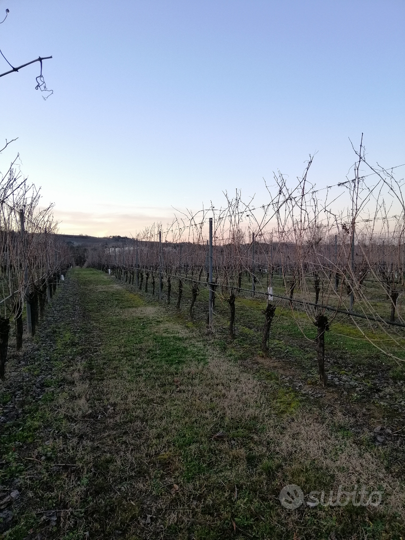 Terreni zona collinare e pianeggiante - Altro