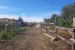 TER. AGRICOLO A ALBANO LAZIALE