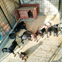 Cuccioli da tartufo grifo nero valnerino