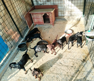 Cuccioli da tartufo grifo nero valnerino