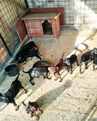 Cuccioli da tartufo grifo nero valnerino