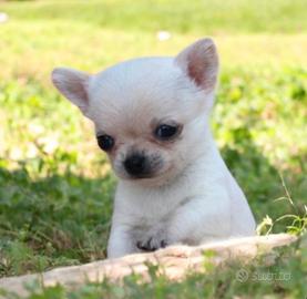 Stupendi chihuahua super pedigree enci