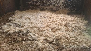 "NOVITÀ" Lettiera in truciolo e paglia