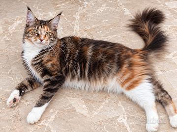 NADIA - MAINE COON FEMMINA CALICO pedigree enfi