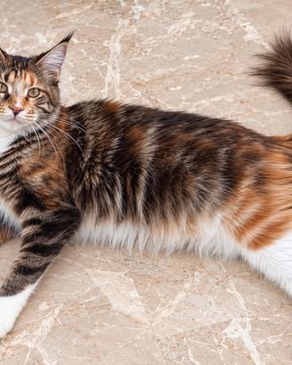 NADIA - MAINE COON FEMMINA CALICO pedigree enfi