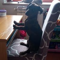 Cagnolina piccola taglia