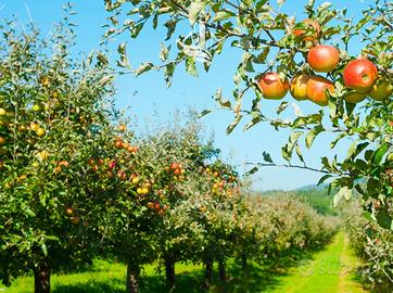 Frutteto a Vadena