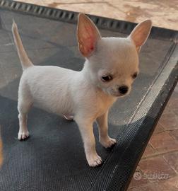 Chihuahua femmina mini con pedigree
