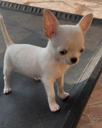 Chihuahua femmina mini con pedigree
