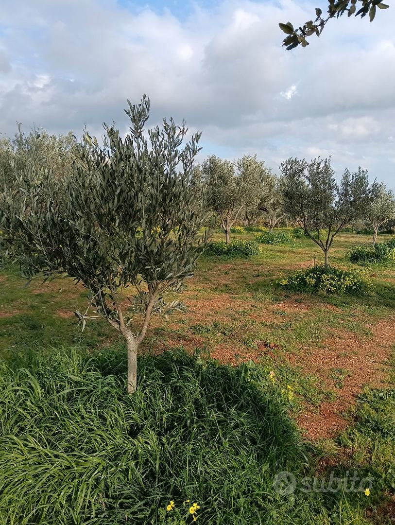 Terreno comune gizzeria cz - Vista 5