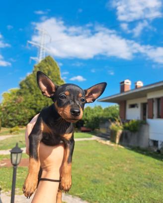 Pinscher DISPONIBILI 2 maschi e 2 femmine