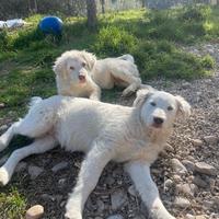 Pastore abruzzese M+ F