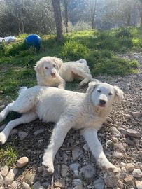 Pastore abruzzese M+ F