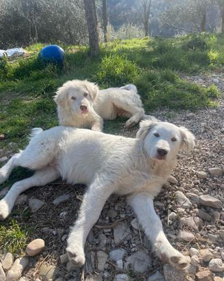 Pastore abruzzese M+ F