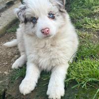 Cucciolo border collie