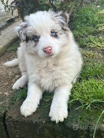 Cucciolo border collie