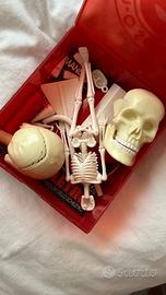 Set scheletro di Halloween