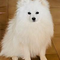Pomerania