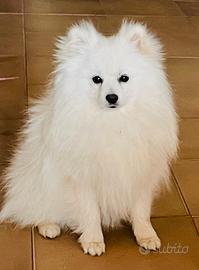 Pomerania