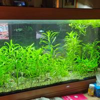 Acquario  da 400 litri