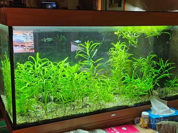 Acquario  da 400 litri