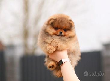 Cuccioli di Spitz di Pomerania di 2 mesi ad Aosta