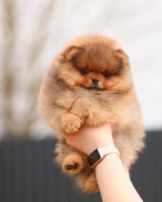 Cuccioli di Spitz di Pomerania di 2 mesi ad Aosta