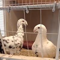 Colombi viaggiatori tedeschi