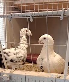 Colombi viaggiatori tedeschi