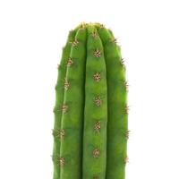 Trichocereus Peruvianus - "Torcia Peruviana"