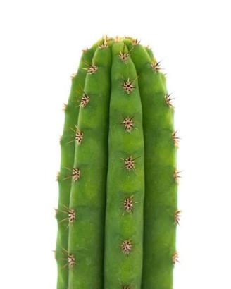 Trichocereus Peruvianus - "Torcia Peruviana"