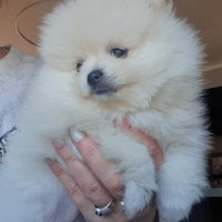 Volpino di pomerania femmina