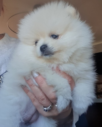 Volpino di pomerania femmina