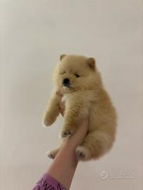 Spitz di Pomerania nano