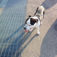 Devo vendere questi due animali da compagnia