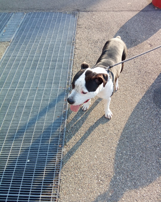 Devo vendere questi due animali da compagnia