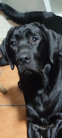 Labrador 8 mesi