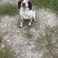 Springer spaniel