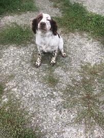 Springer spaniel